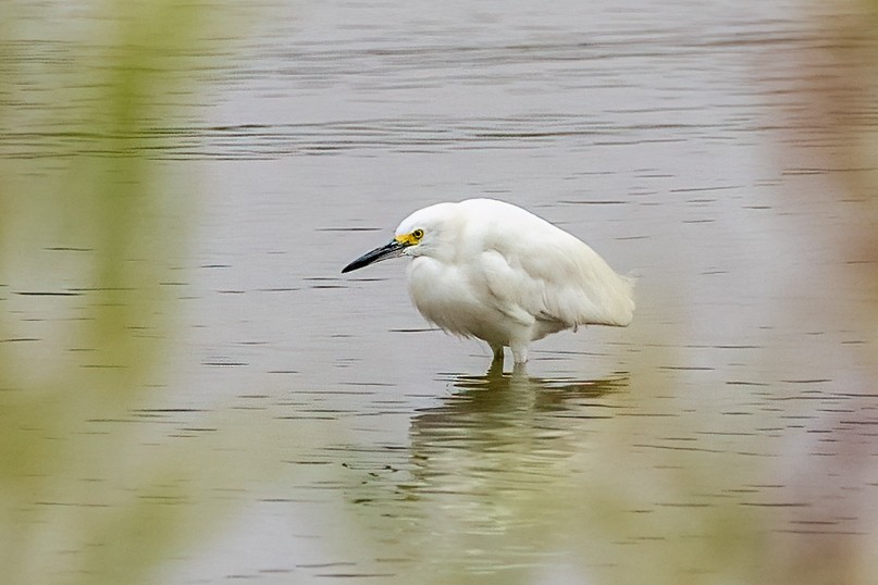 Snowy Egret - ML622861288