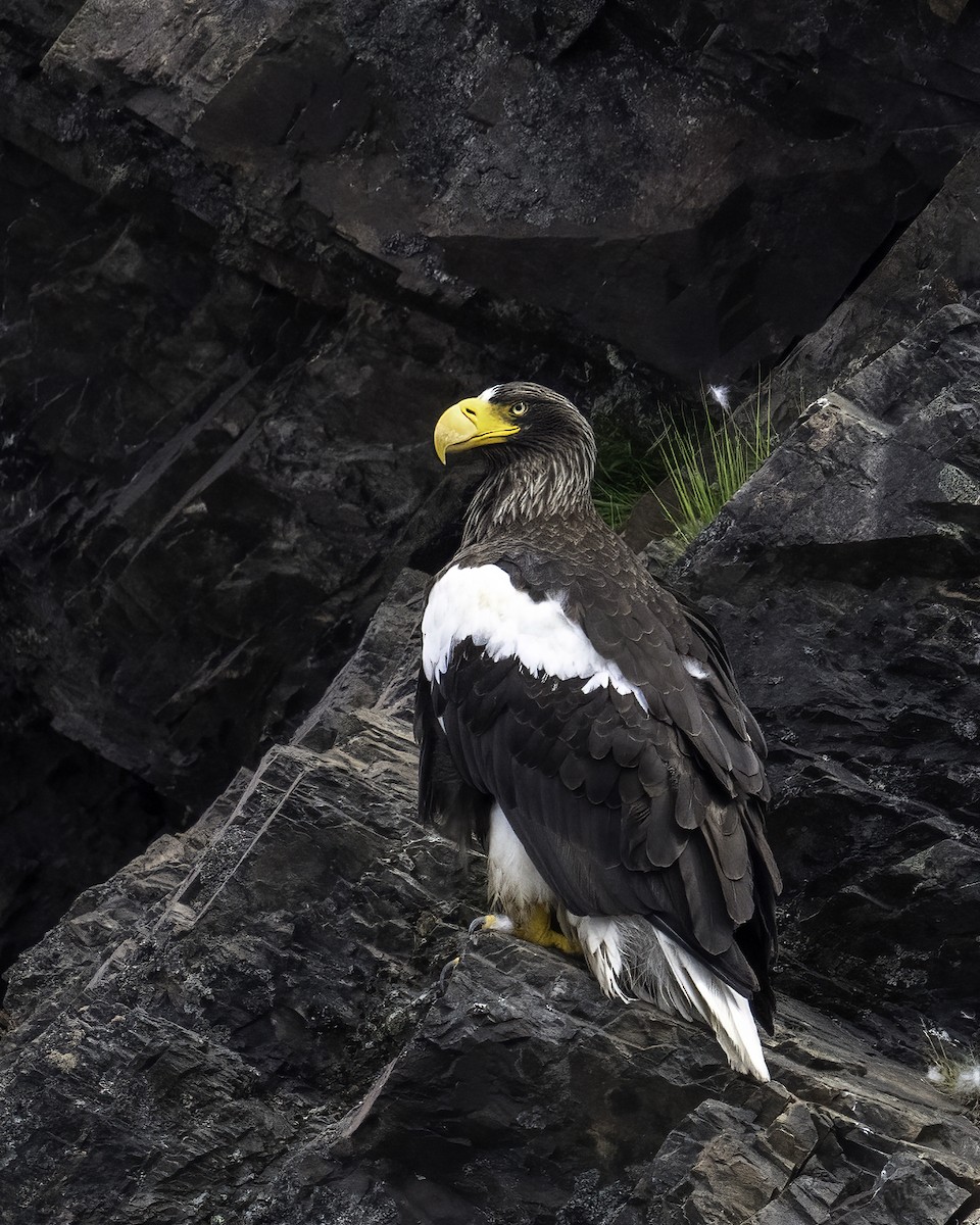 Steller's Sea-Eagle - Miles Tindal