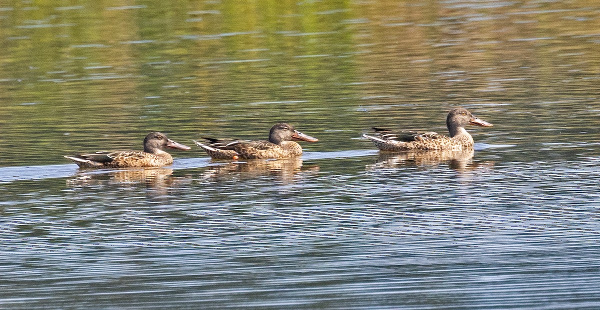 Northern Shoveler - Garry  Sadler