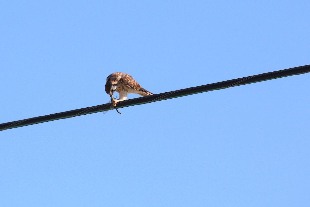 American Kestrel - ML622861357