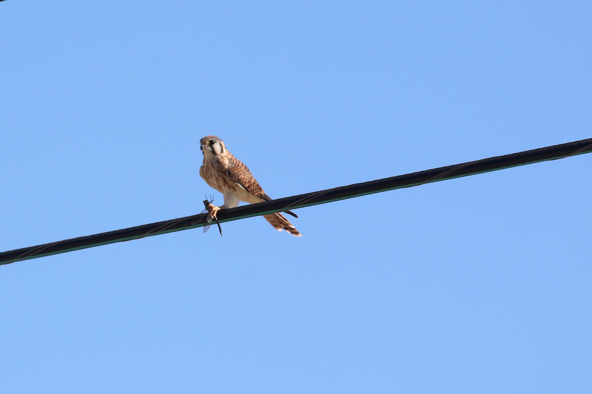 American Kestrel - ML622861358