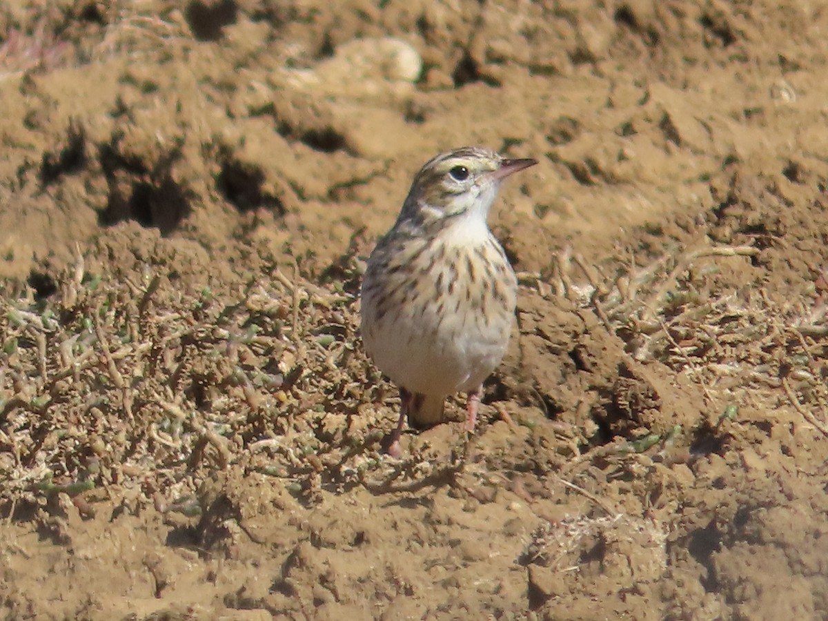 Pipit d'Australie - ML622861369