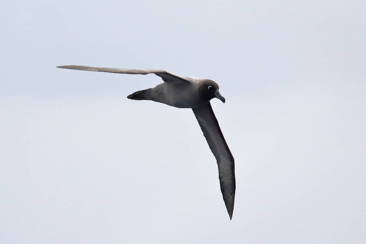 Light-mantled Albatross - ML622861376