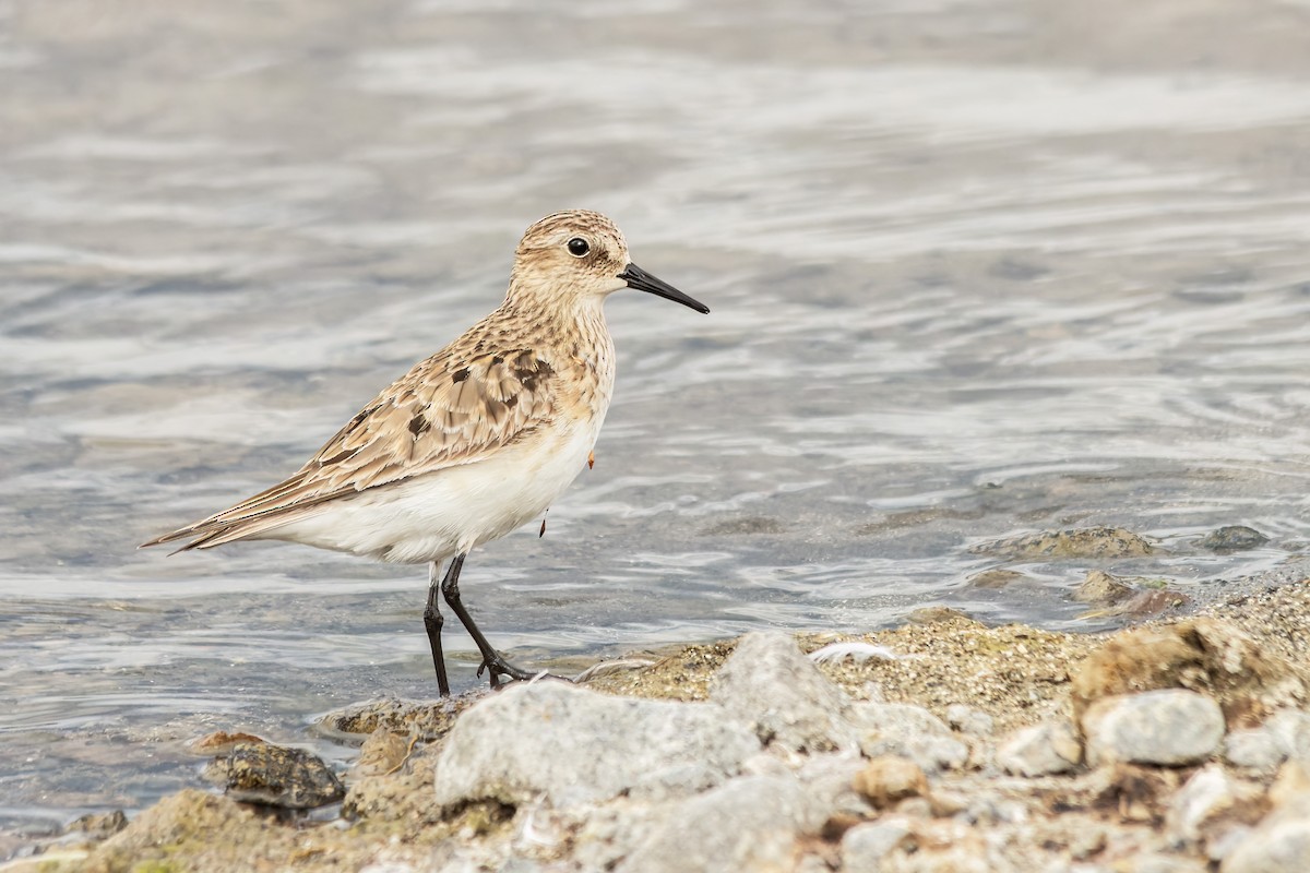 Baird's Sandpiper - ML622861378