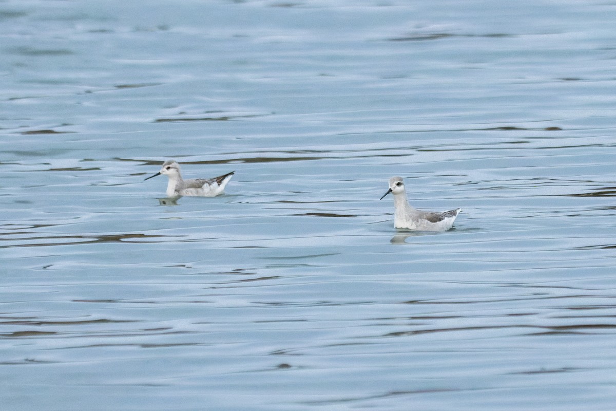 Wilson's Phalarope - ML622861431