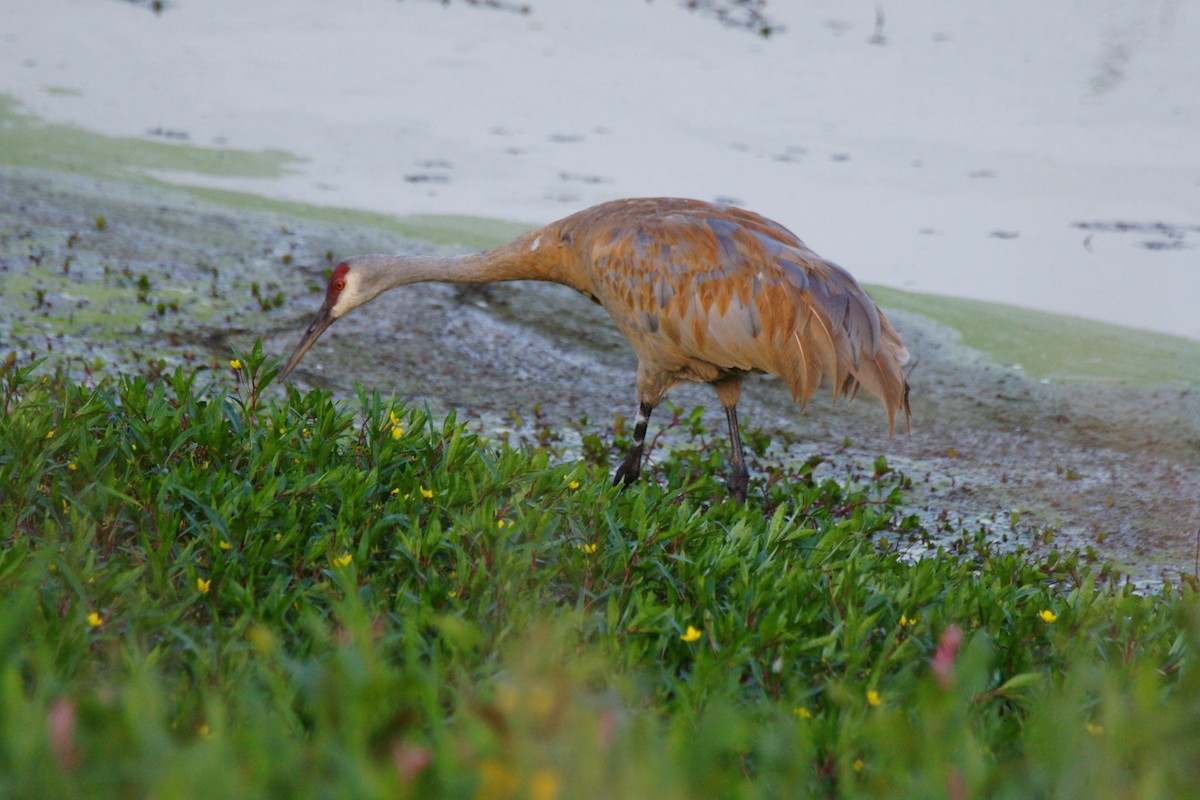 Sandhill Crane - ML622861441