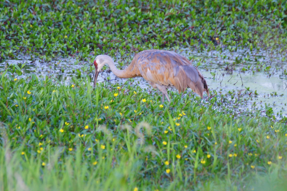 Sandhill Crane - ML622861442