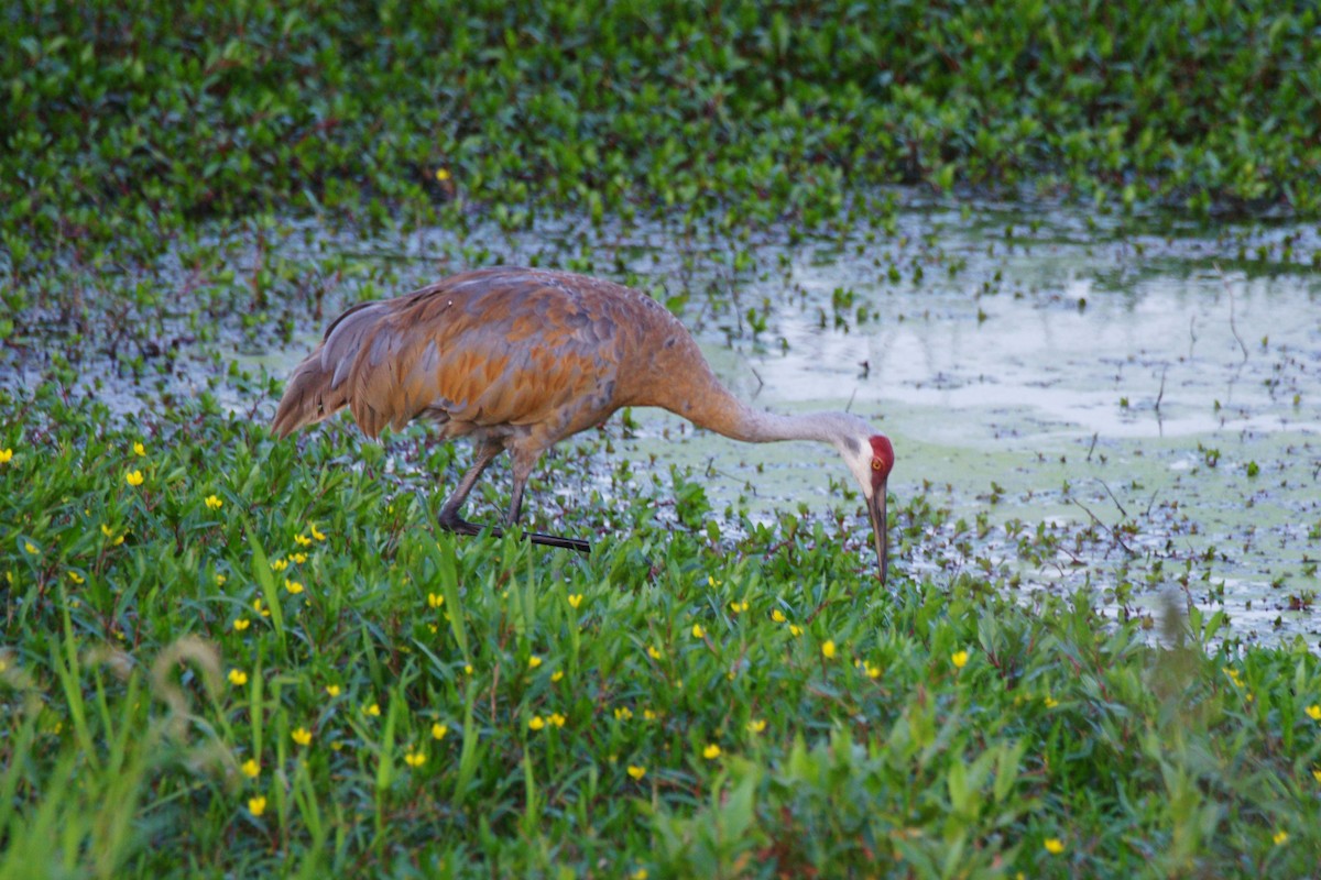 Sandhill Crane - ML622861443