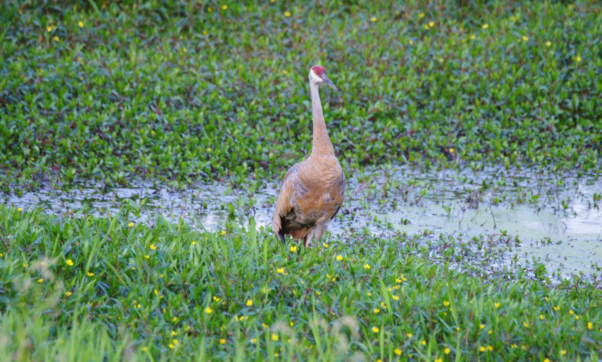 Sandhill Crane - ML622861444