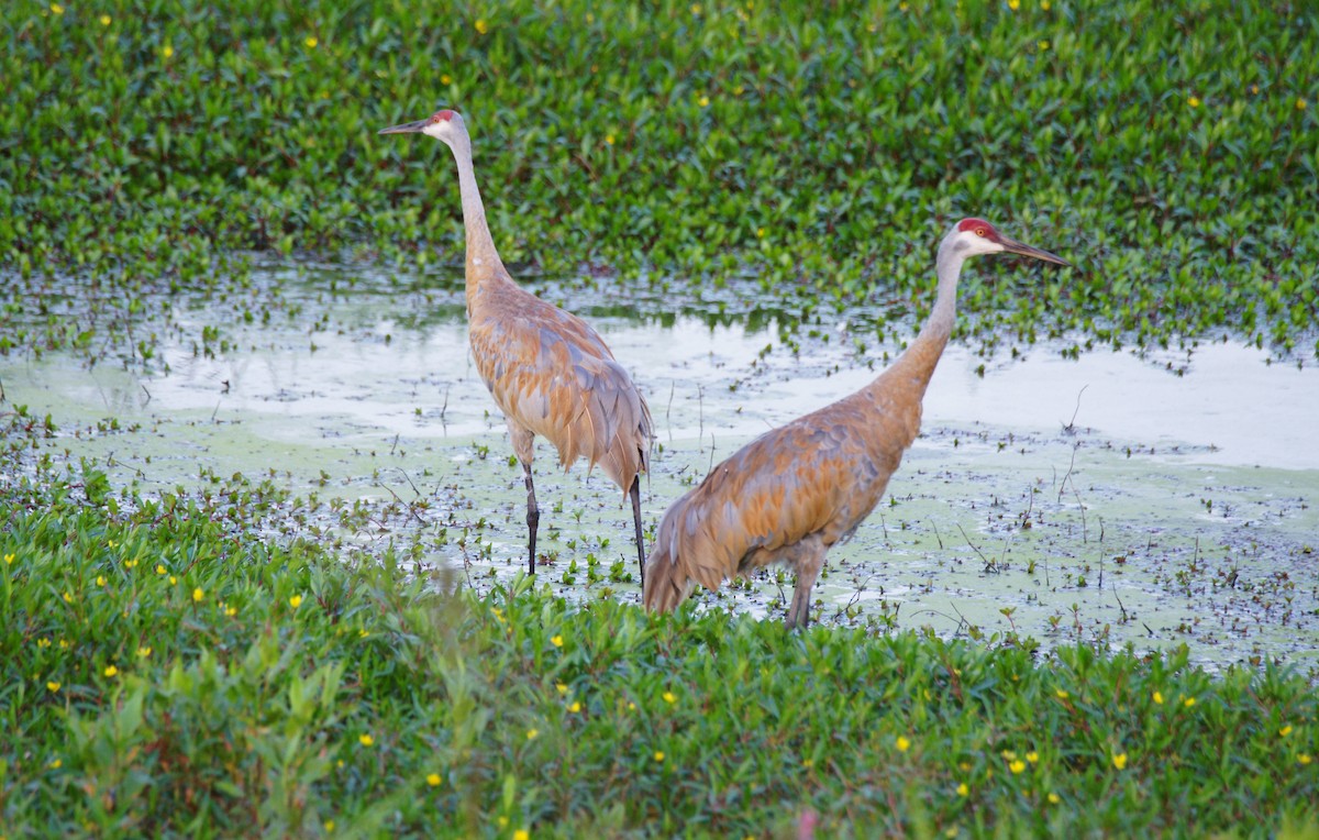 Sandhill Crane - B E