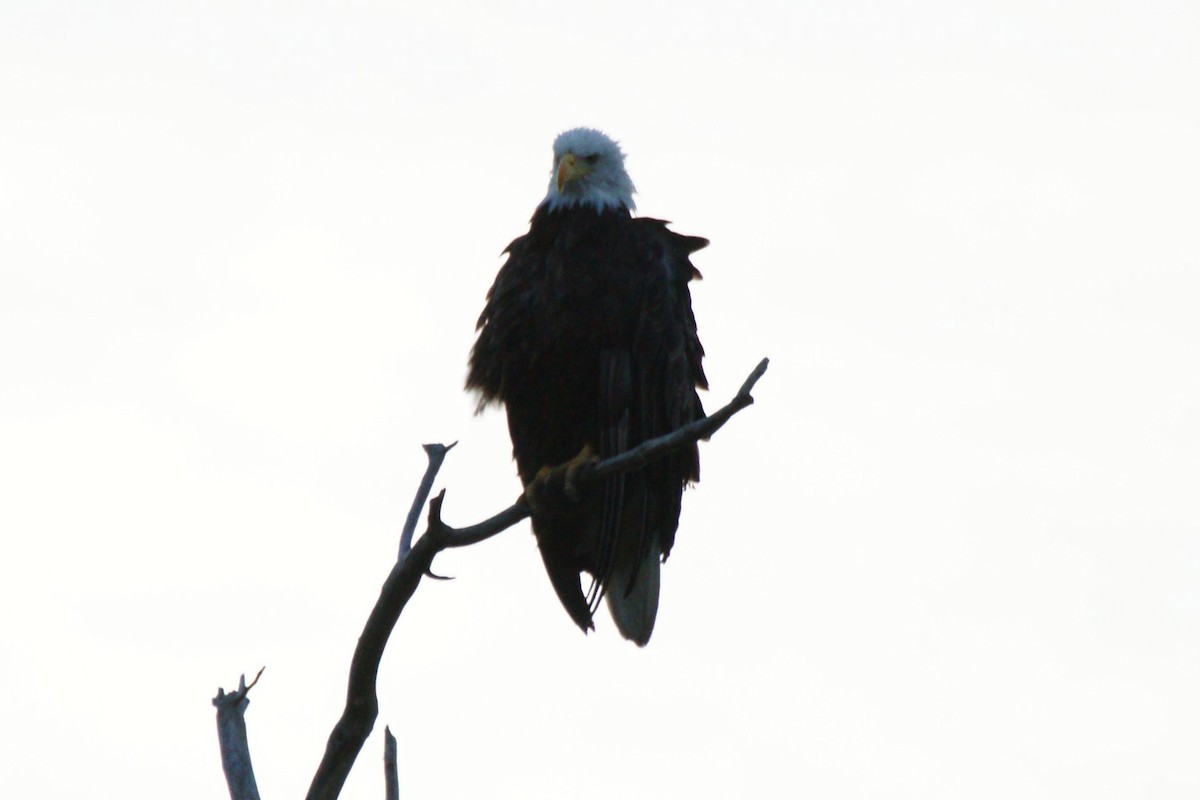 Bald Eagle - B E