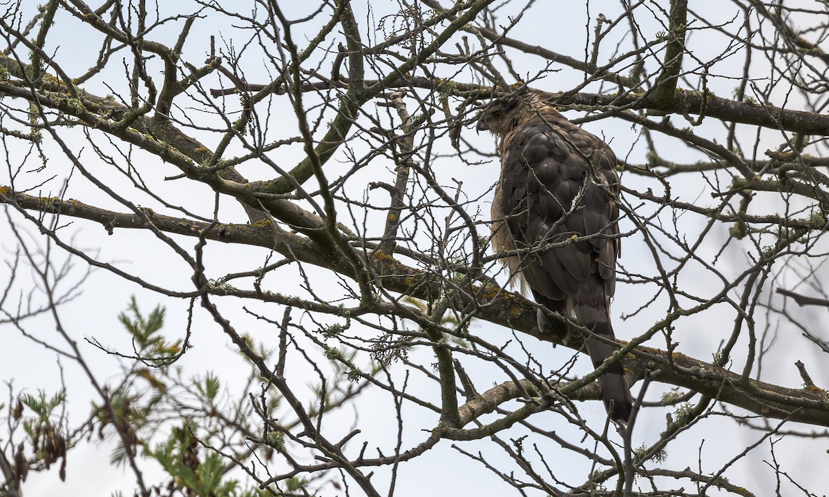 Cooper's Hawk - ML622861528