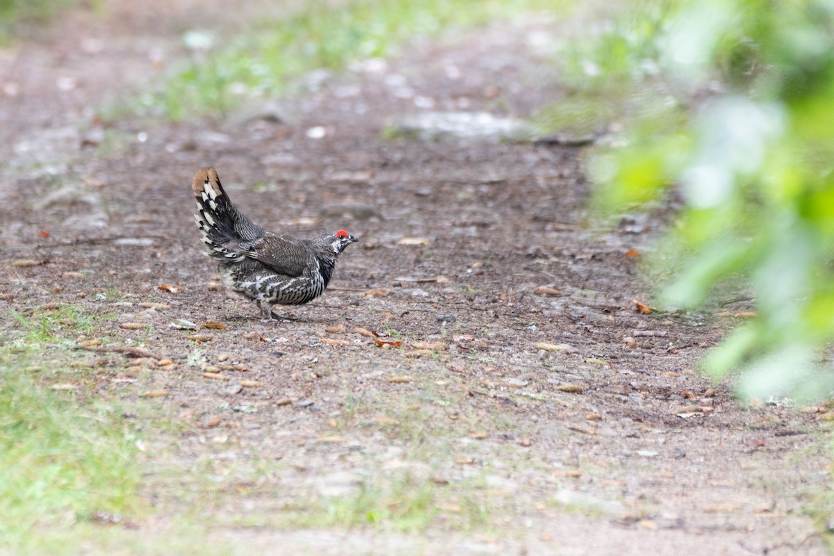 Spruce Grouse - ML622861538