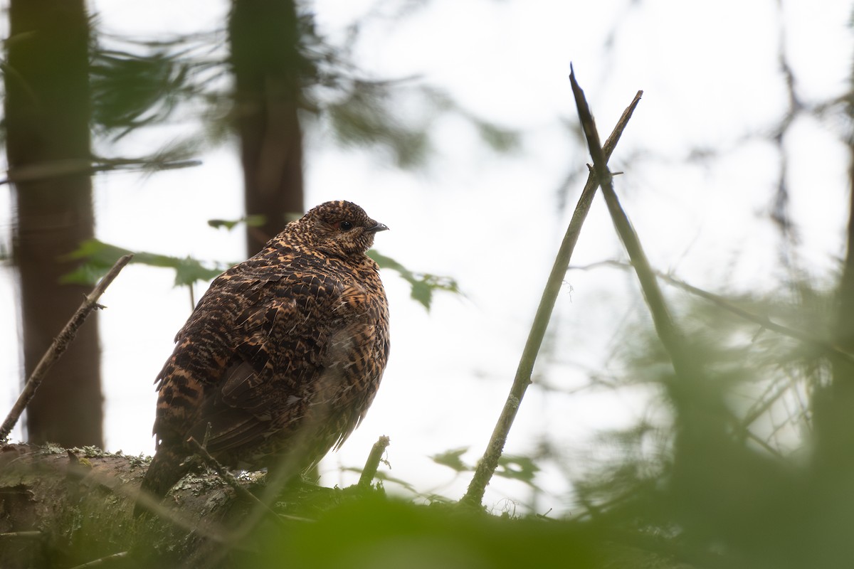 Spruce Grouse - ML622861539