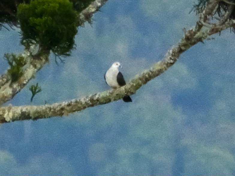 White-headed Pigeon - Roger Horn