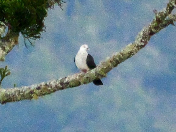 White-headed Pigeon - ML622861587