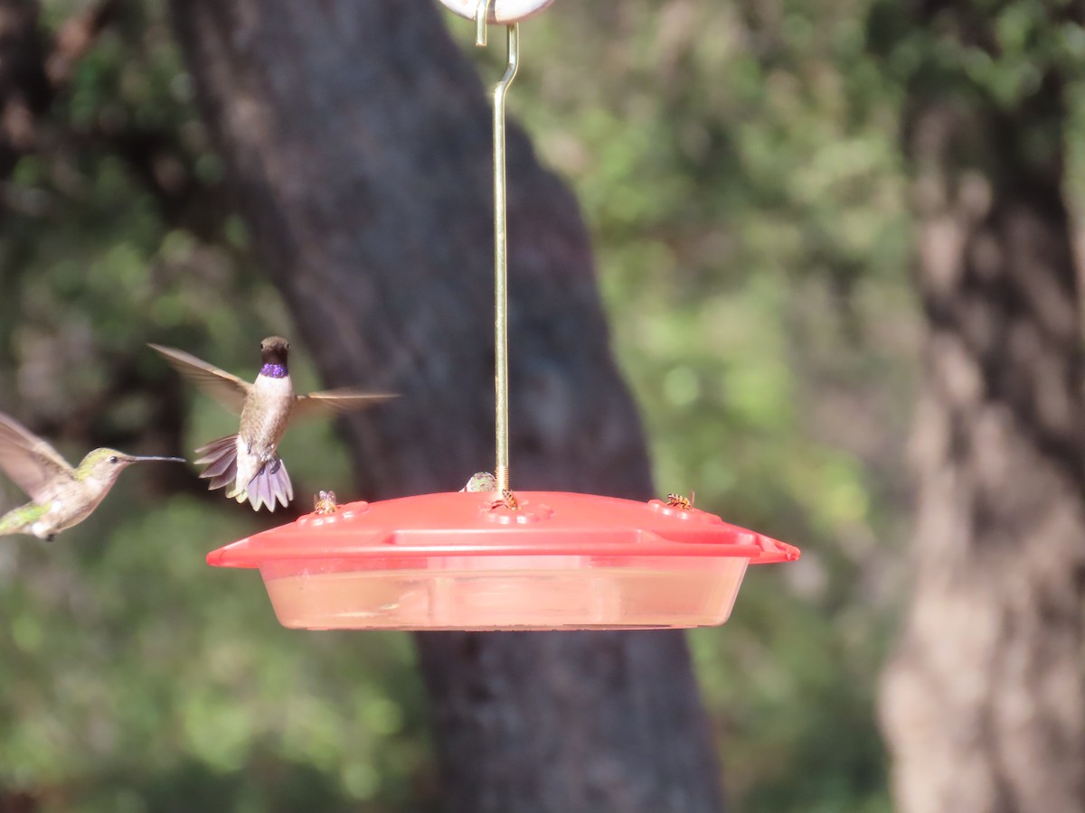 Black-chinned Hummingbird - ML622861685