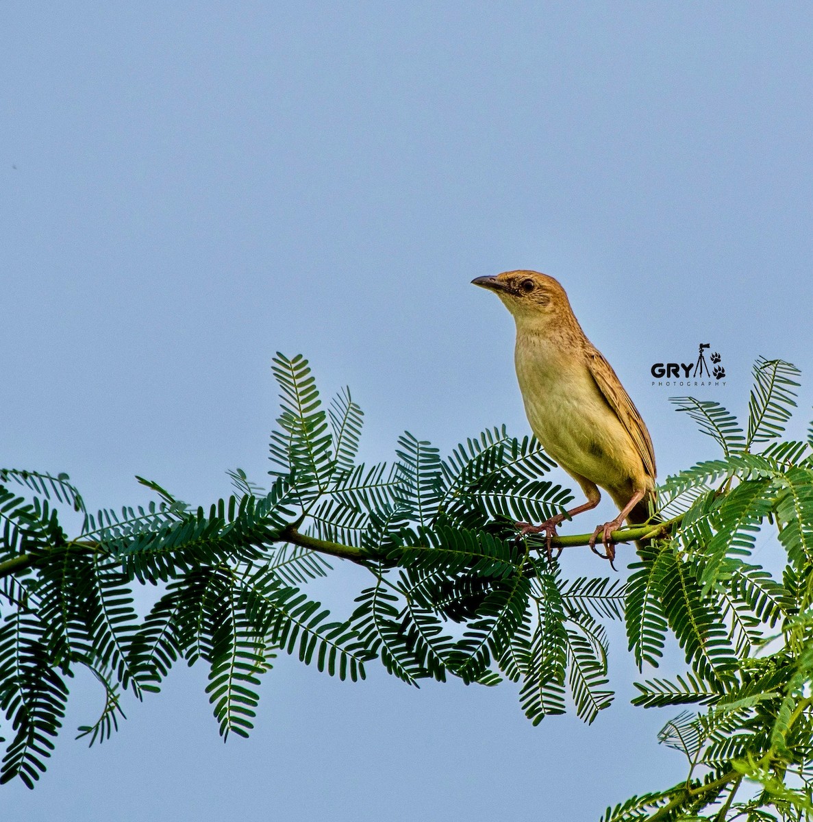 Bristled Grassbird - ML622861704