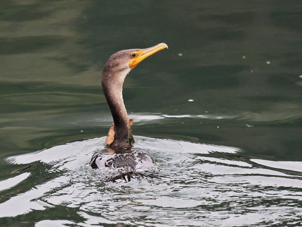 Double-crested Cormorant - ML622861765