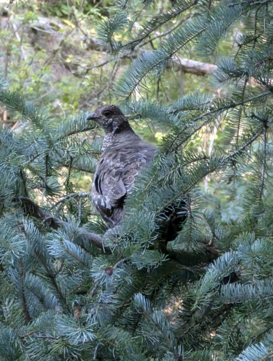 Dusky Grouse - ML622861794