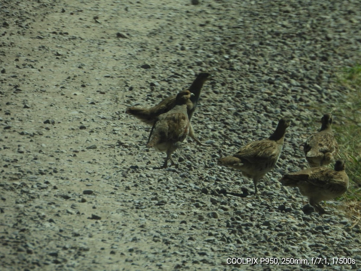 Gray Partridge - ML622861797