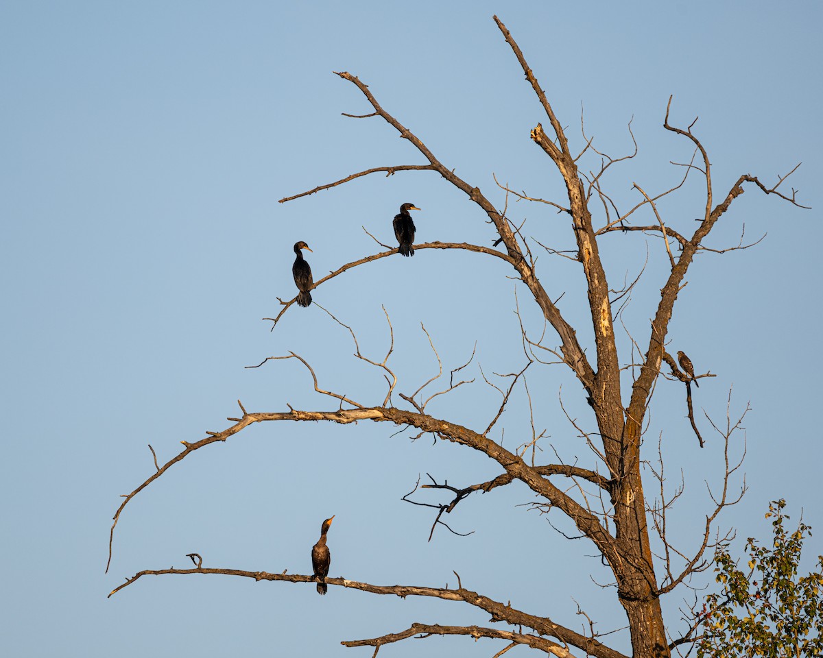 Sharp-shinned Hawk - ML622861801