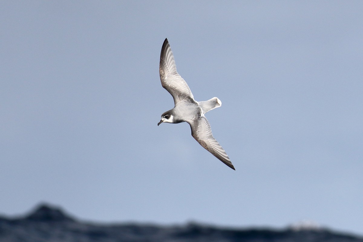 Blue Petrel - ML622861806