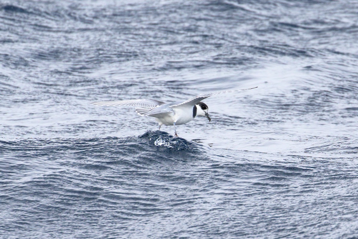 Blue Petrel - ML622861888