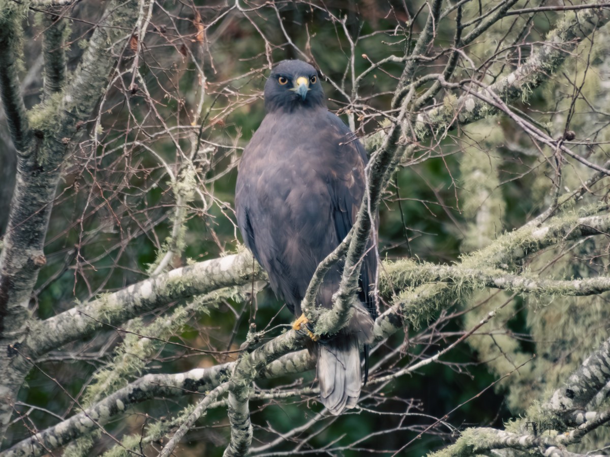 Rufous-tailed Hawk - ML622861897