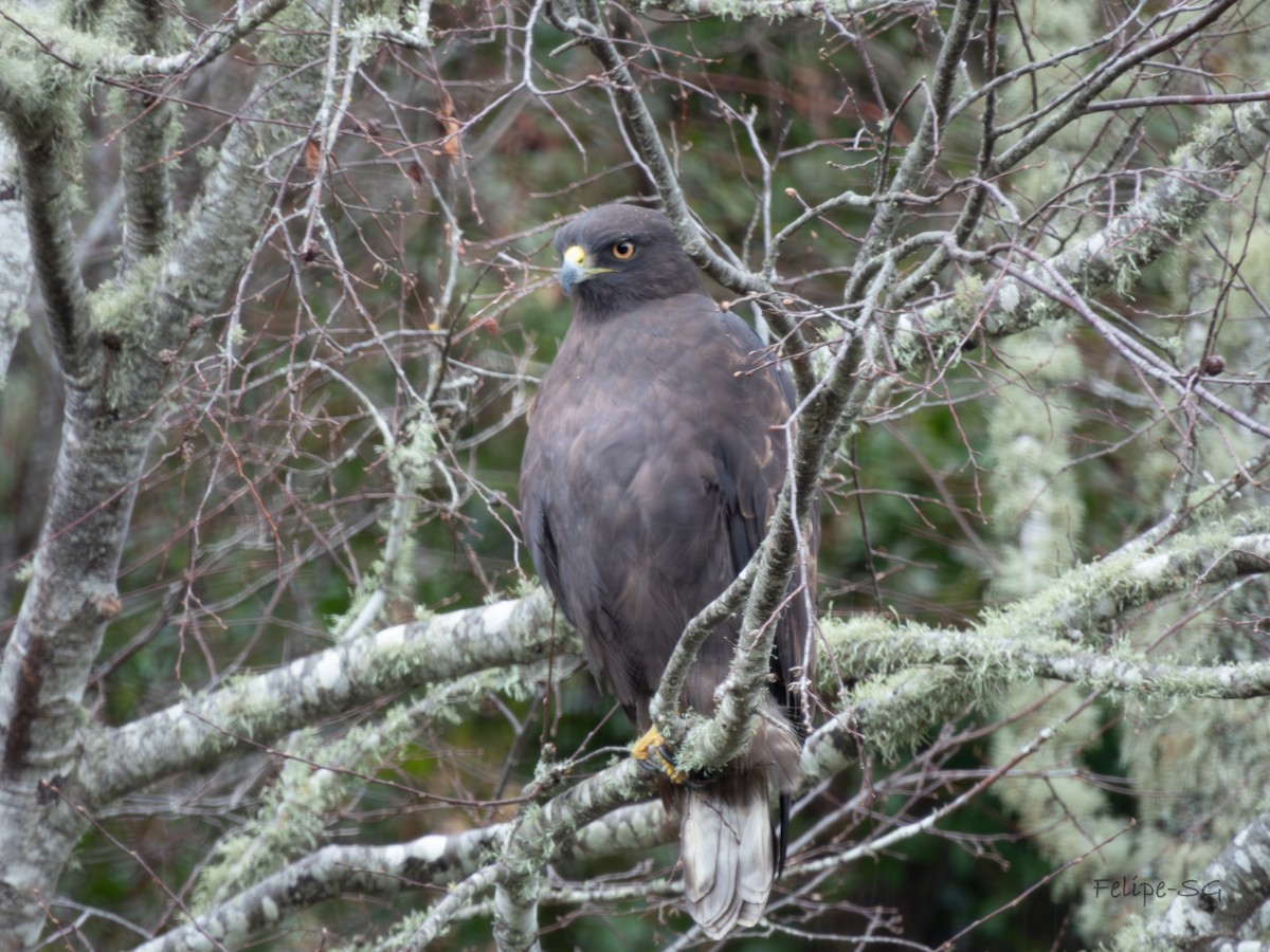 Rufous-tailed Hawk - ML622861898