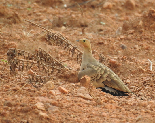 Chestnut-bellied Sandgrouse - Ramu Alluri