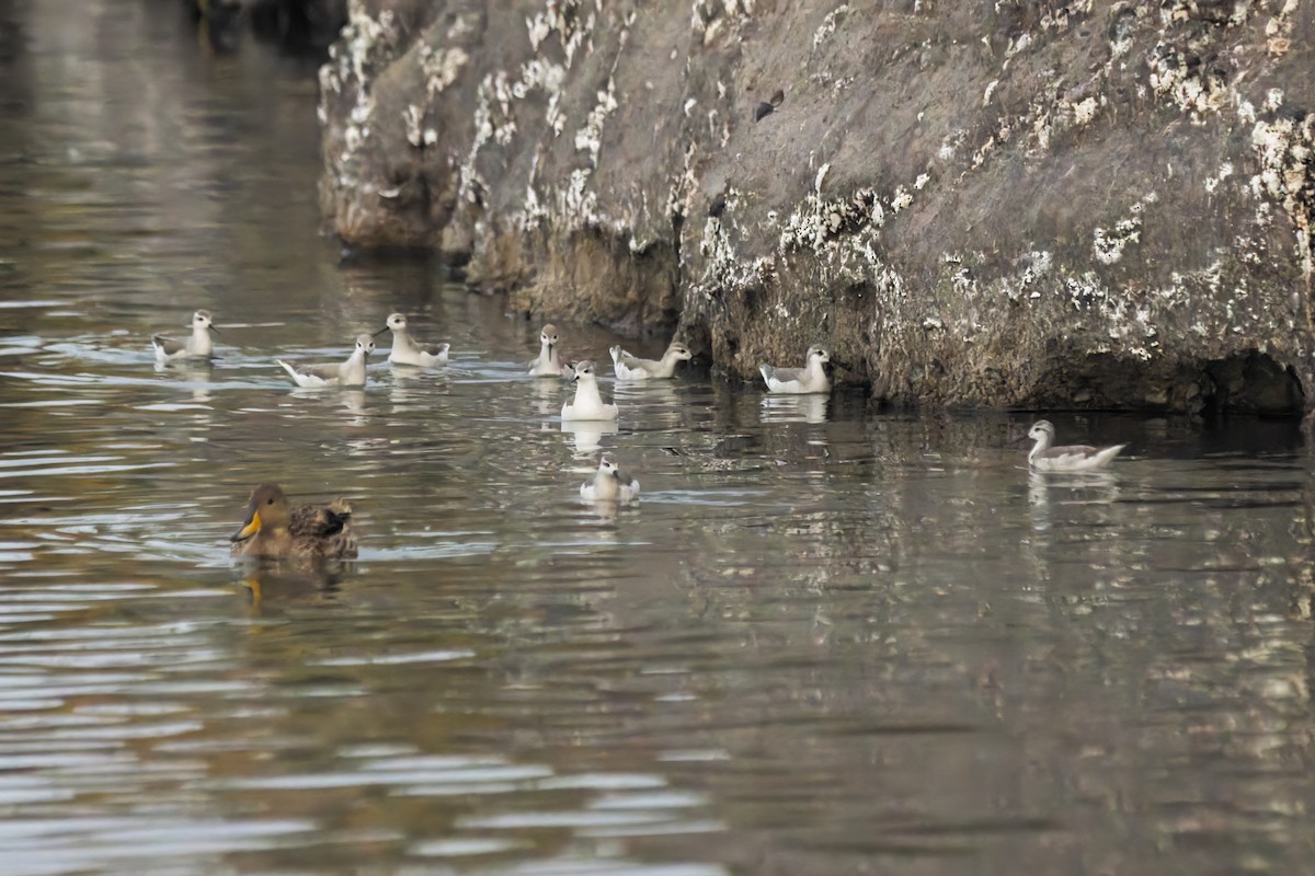 Wilson's Phalarope - ML622861917