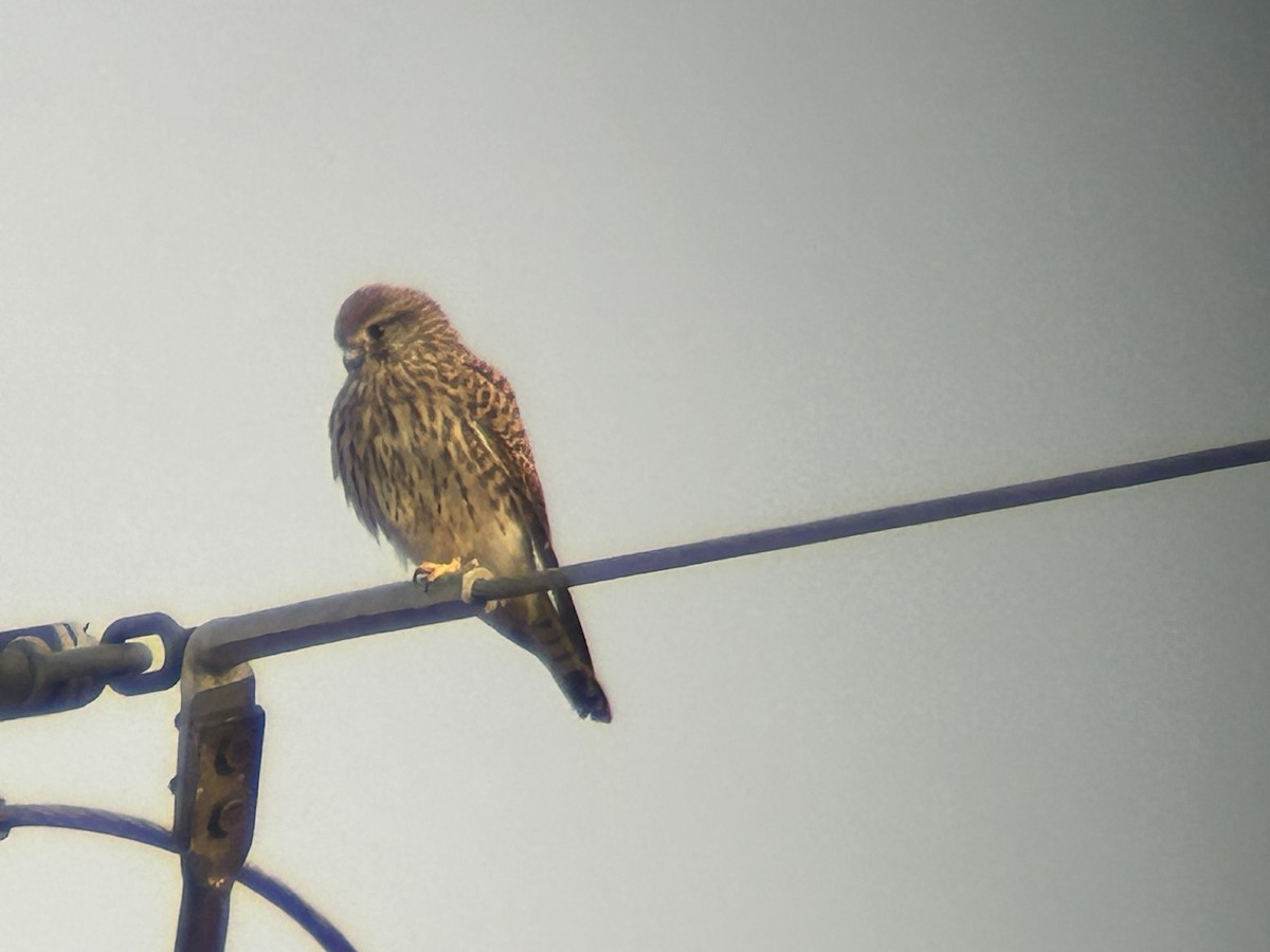 Eurasian Kestrel - Sławomir Karpicki