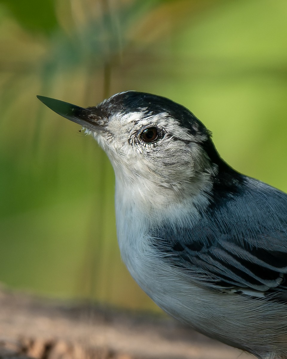 White-breasted Nuthatch - Francisco Castro Escobar