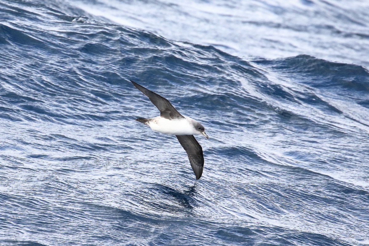 Gray Petrel - ML622861938