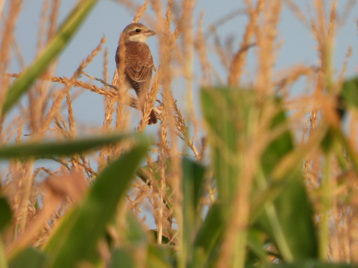 Red-backed Shrike - Sławomir Karpicki