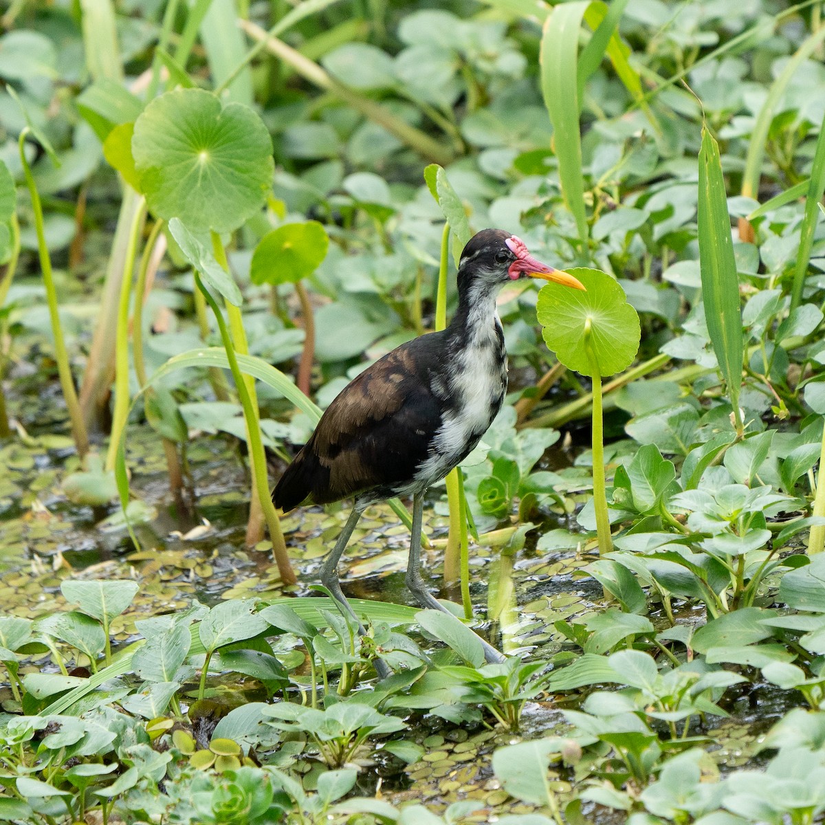 ostnák jihoamerický (ssp. hypomelaena) - ML622861952