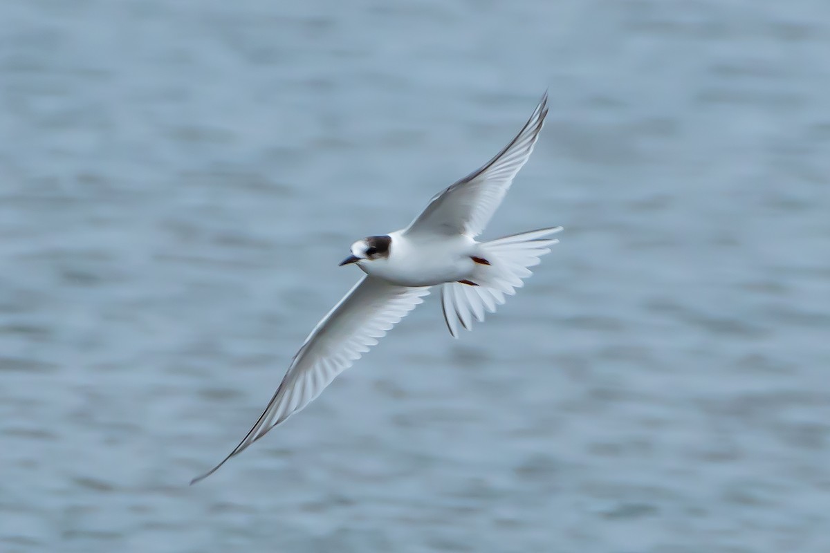 Arctic Tern - ML622862003