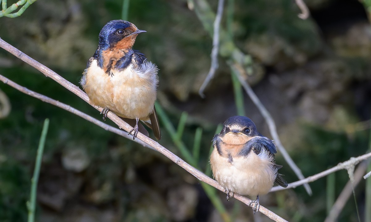 Barn Swallow - ML622862040