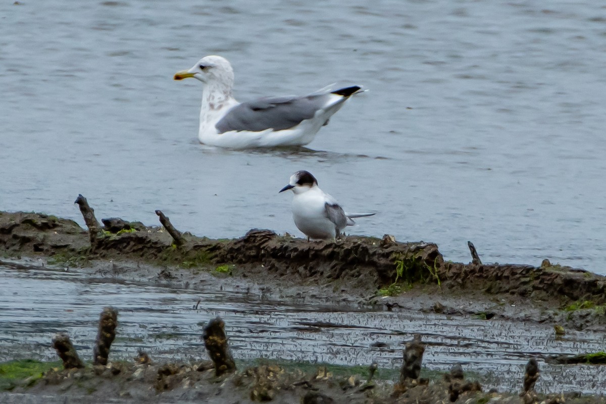 Arctic Tern - Brandon Lloyd