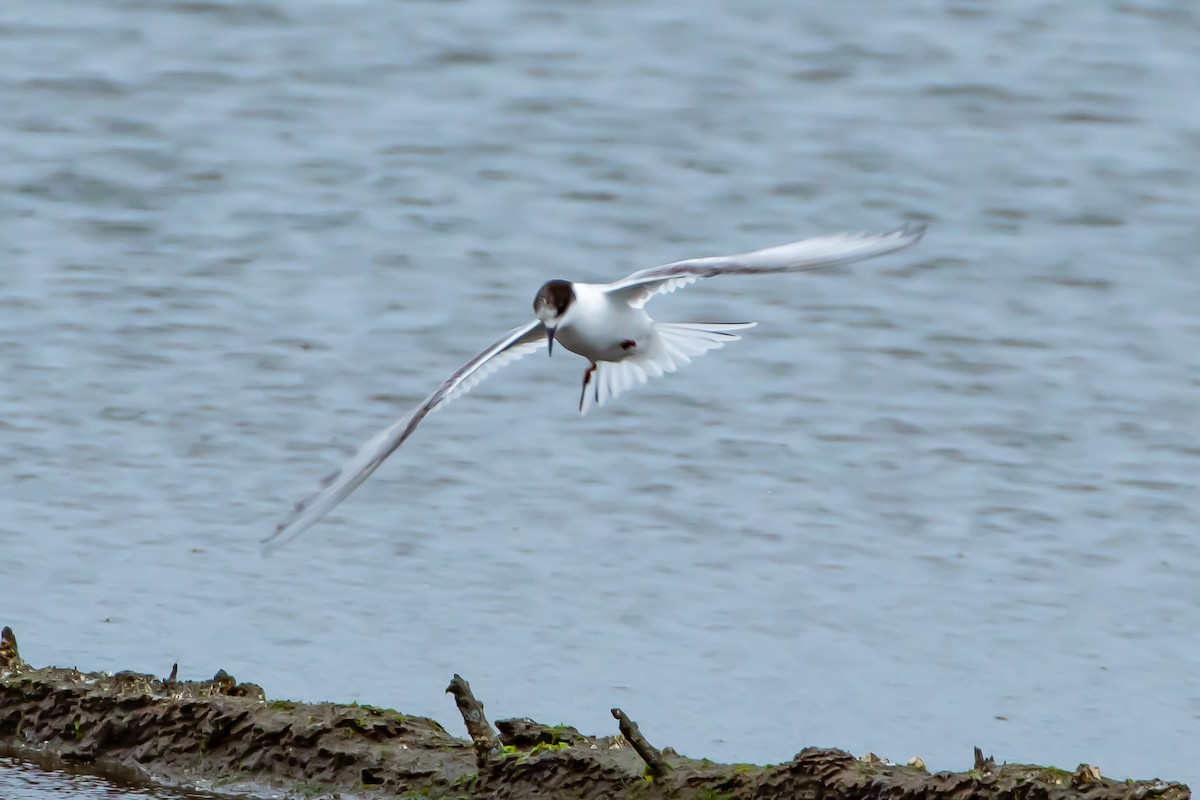 Arctic Tern - Brandon Lloyd