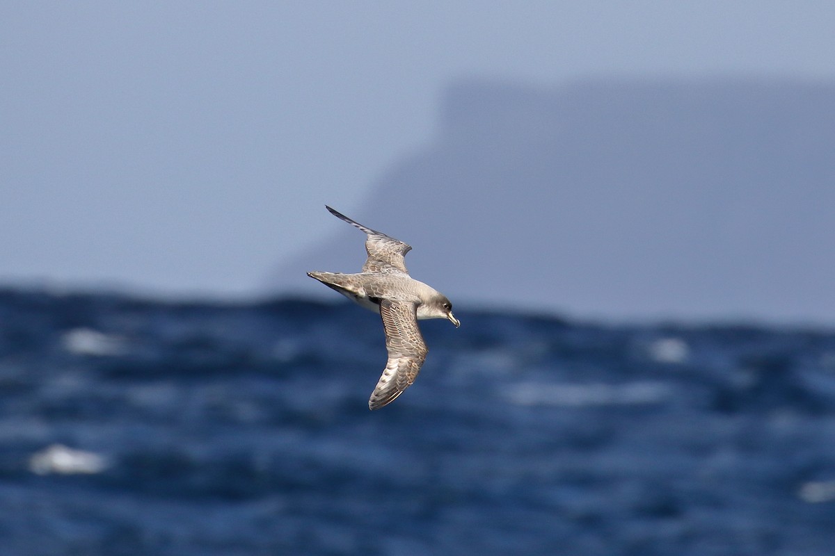 Gray Petrel - ML622862062