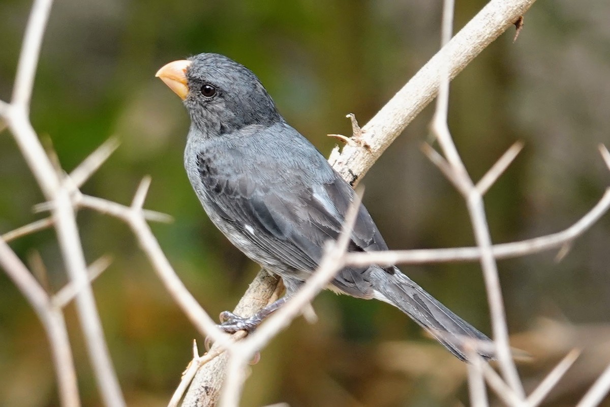 Gray Seedeater - ML622862088