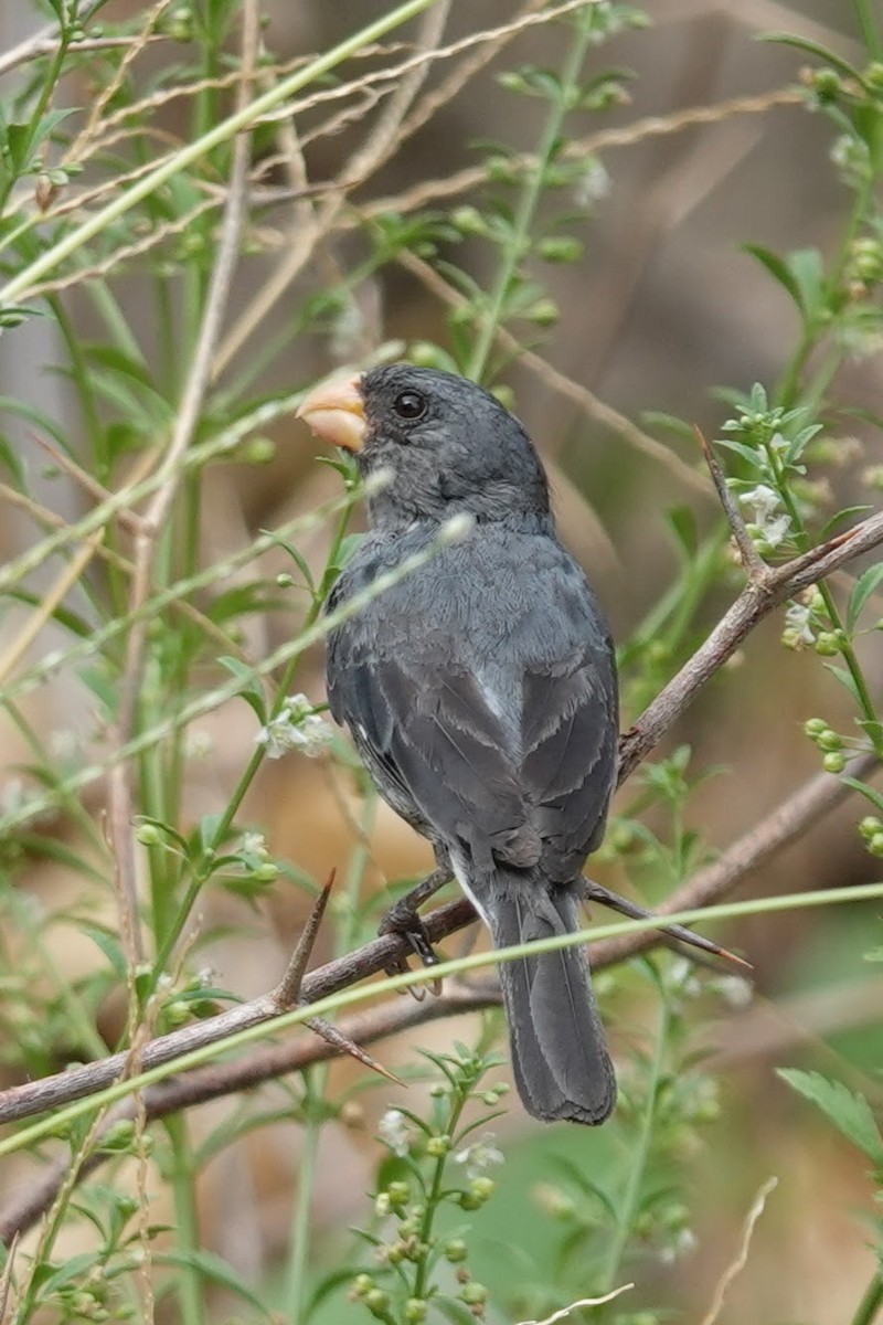 Gray Seedeater - ML622862089