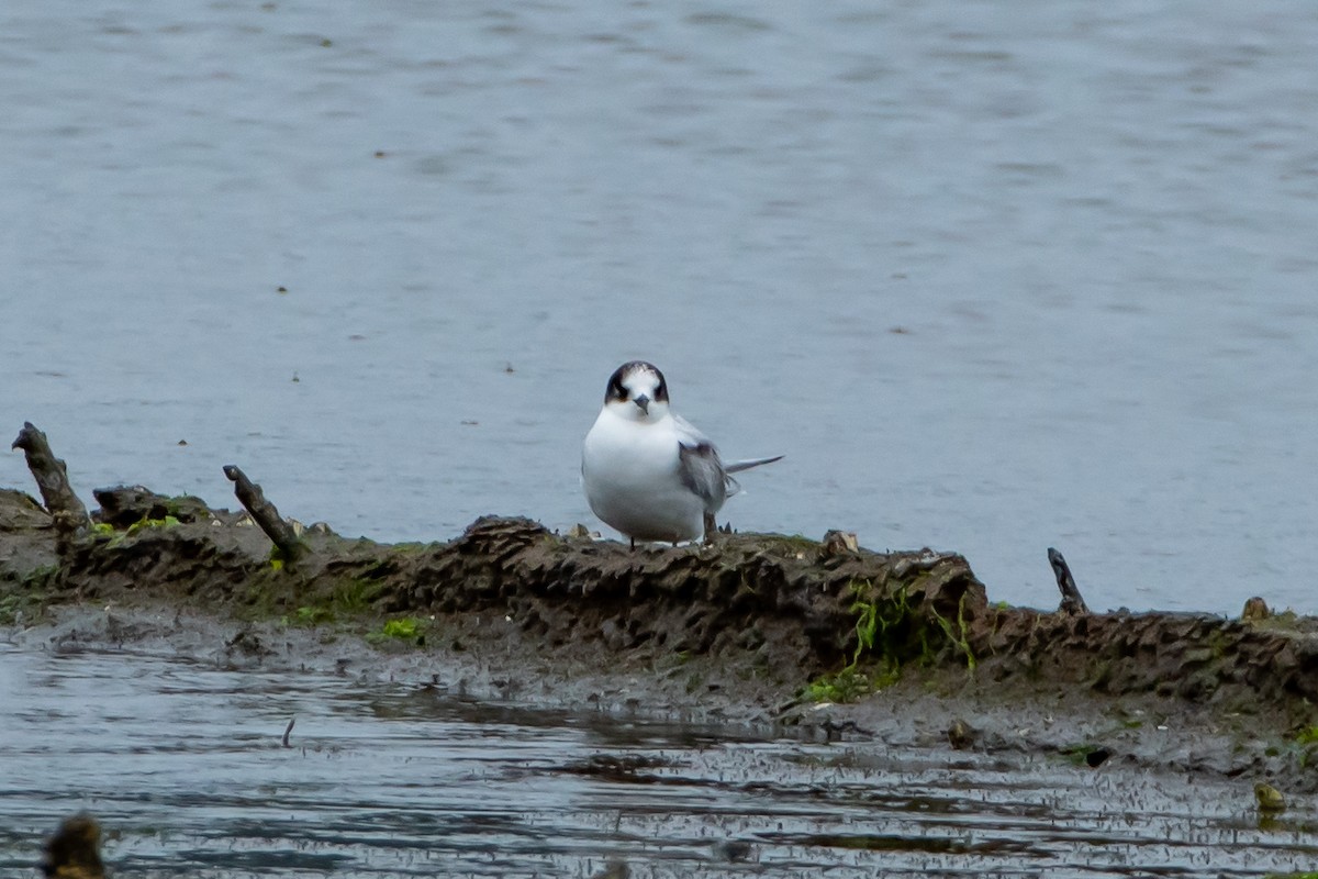 Arctic Tern - ML622862109