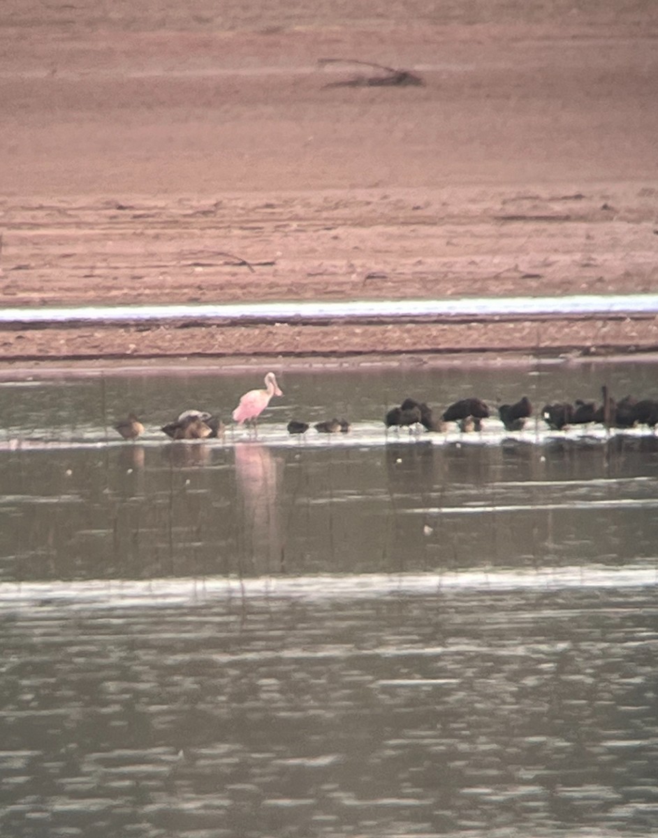 Roseate Spoonbill - ML622862117