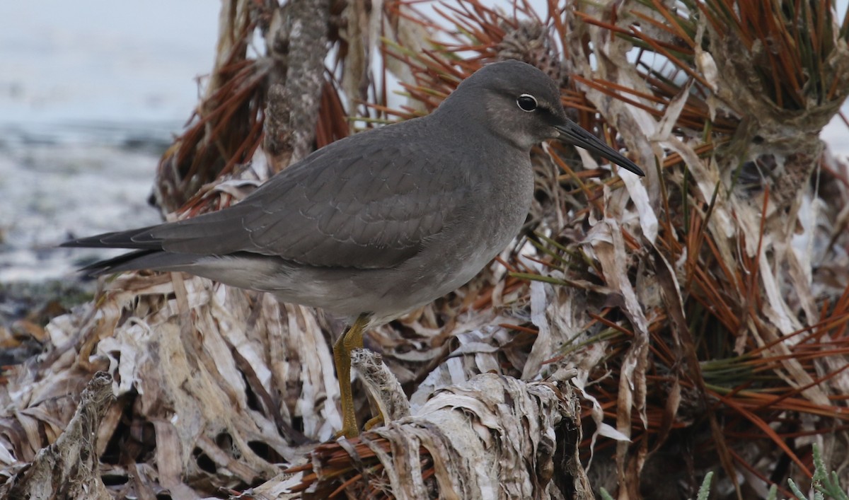 Wandering Tattler - John F. Gatchet