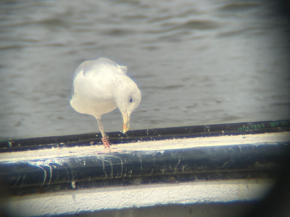 Caspian Gull - ML622862133