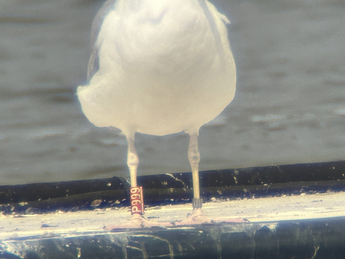 Caspian Gull - ML622862134