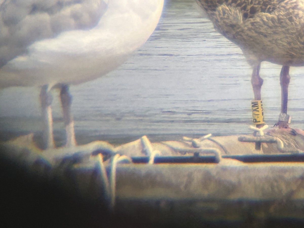 Herring Gull (European) - ML622862149